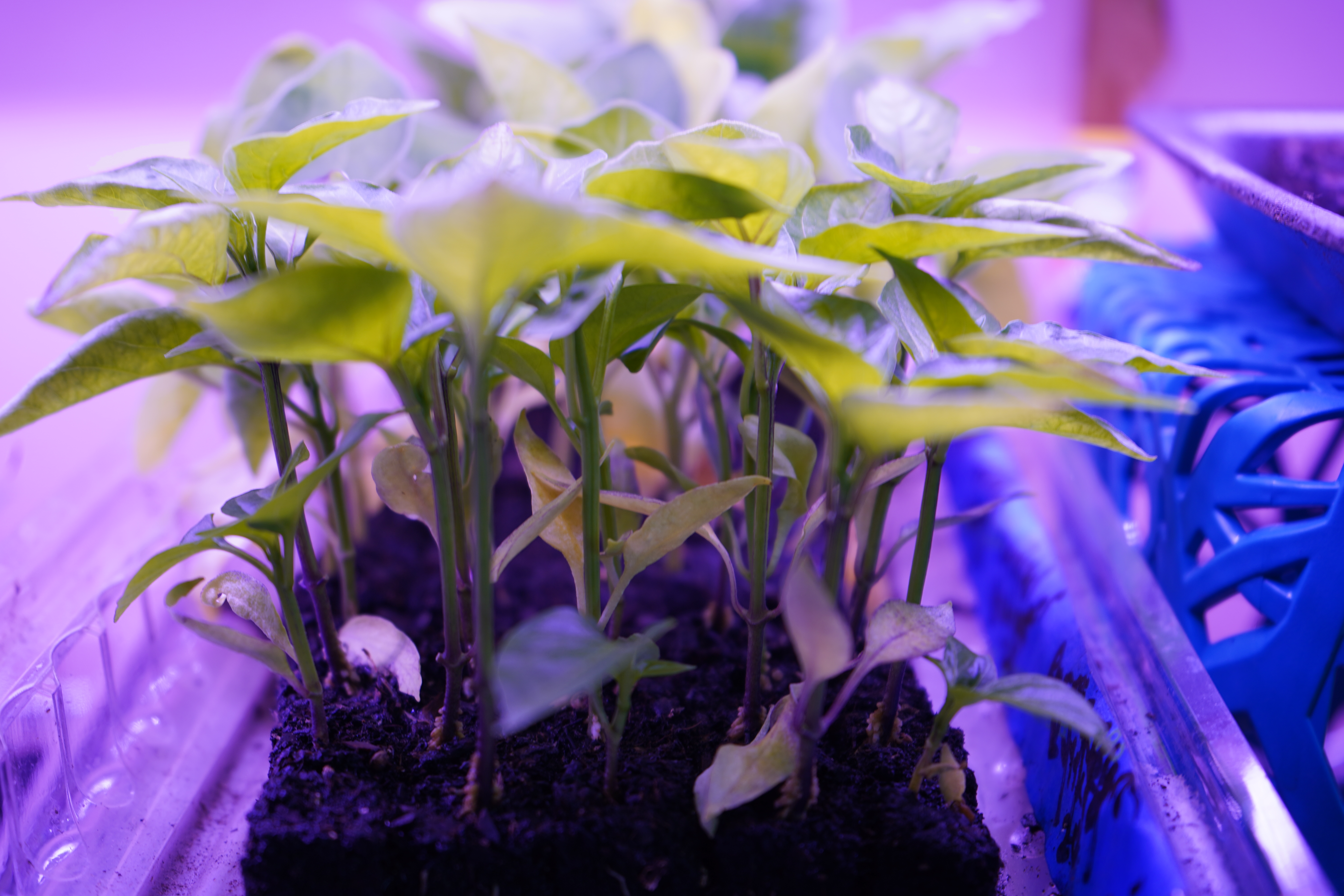 Microgreens growing under lights at Rose Wagon Ranch