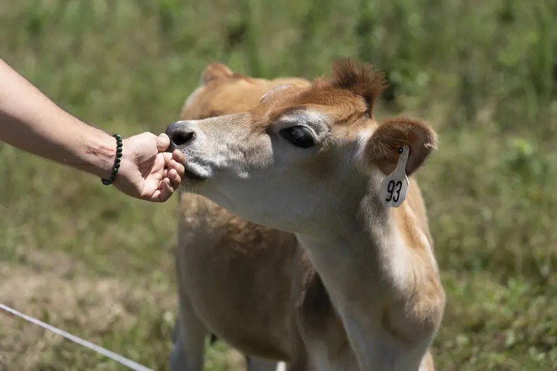 A calf from Rose Wagon Ranch's herd on pasture