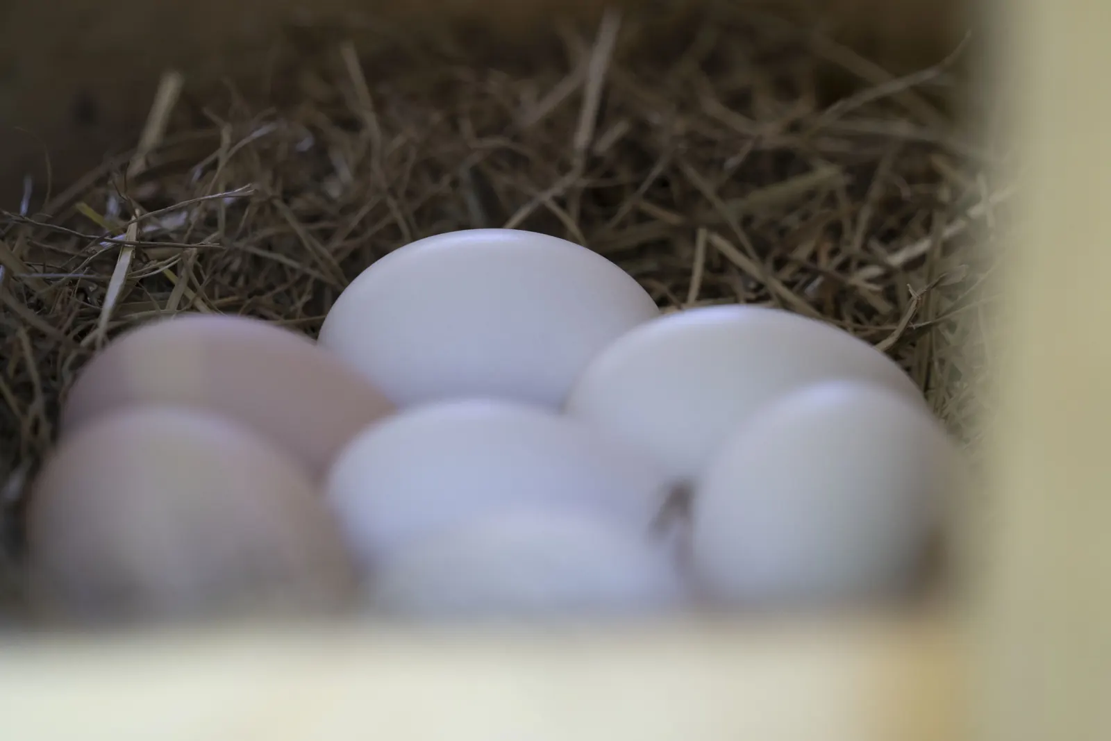 Fresh eggs gathered at Rose Wagon Ranch