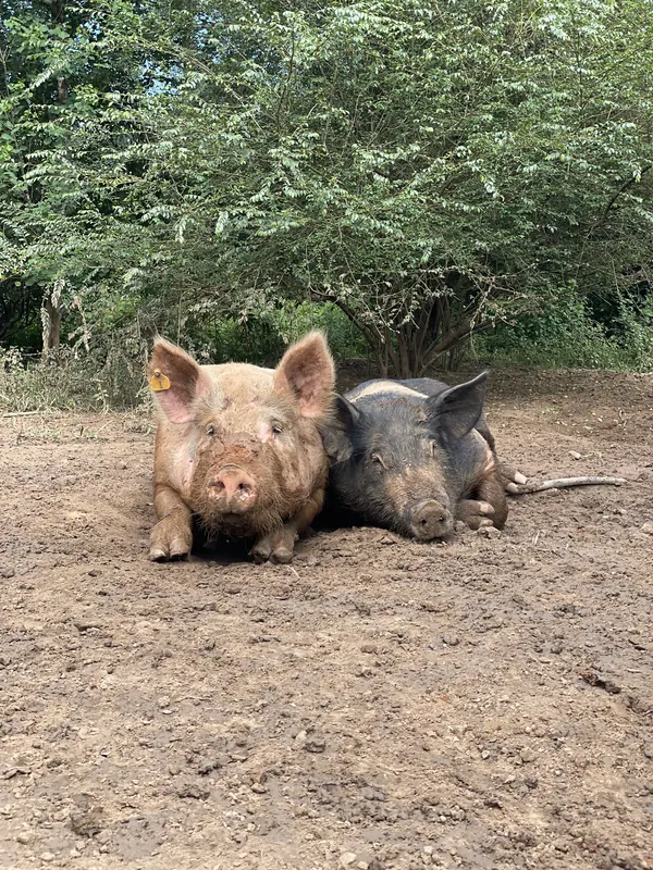 Two pigs in pasture