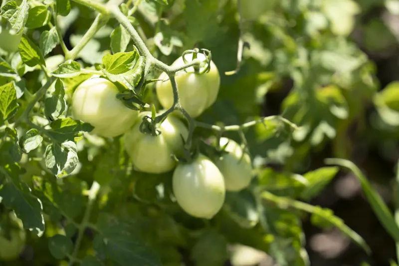 Tomatoes ripening in the ranch garden