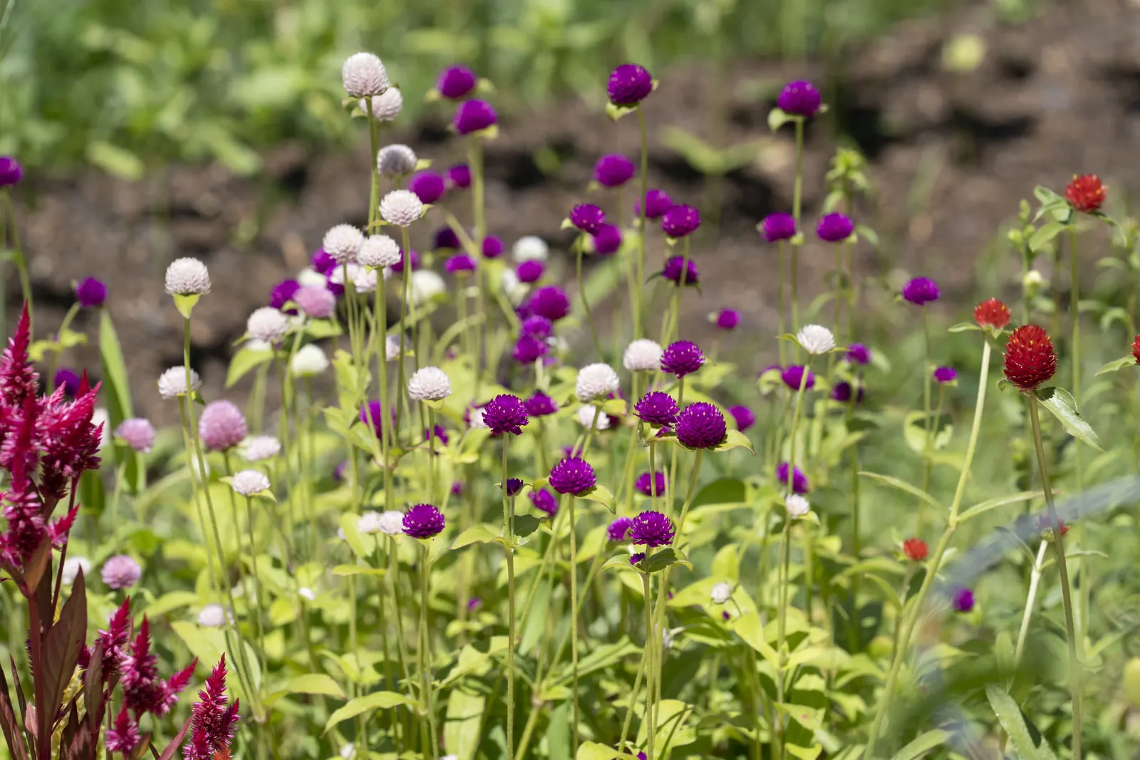 Wildflowers growing on Rose Wagon Ranch
